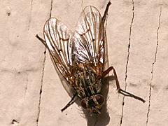 Muscid Fly